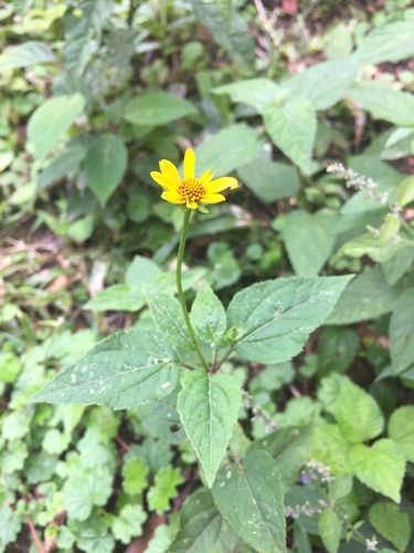 Image of Heliopsis buphthalmoides by (c) Oscar C. González Martínez, some rights reserved (CC BY-SA)