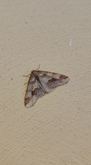 Erannis defoliaria