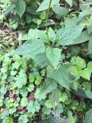Heliopsis buphthalmoides