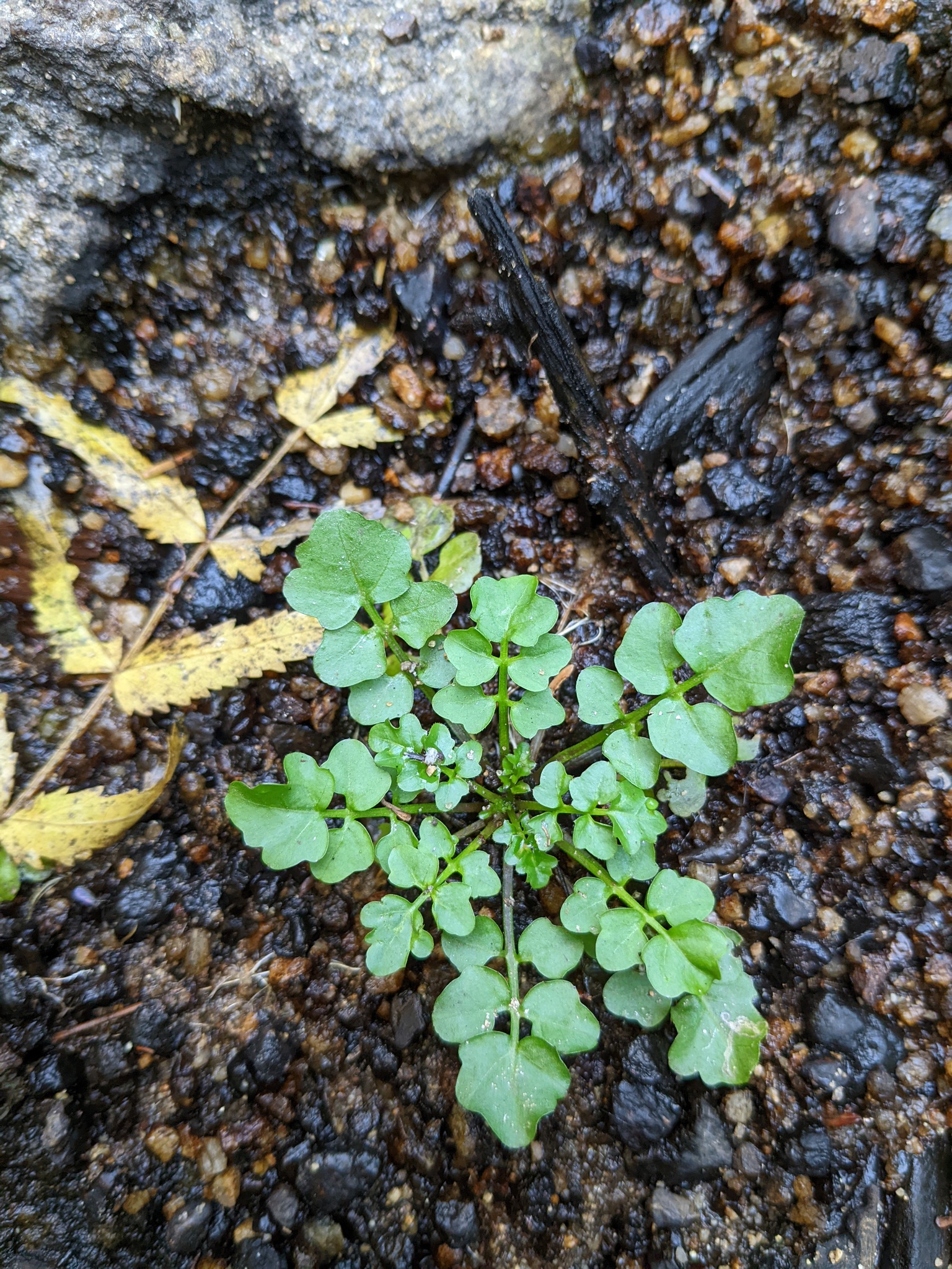 Pennsylvania Bitter Cress (Cardamine pensylvanica)