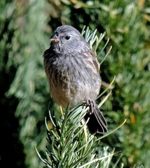 Catamenia analis