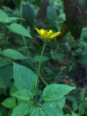 Heliopsis buphthalmoides