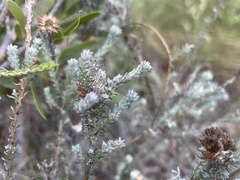 Seriphium cinereum