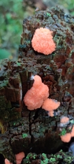 Tubifera