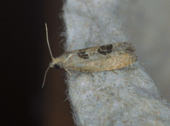 Eucosma tomonana