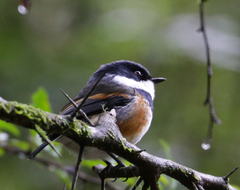 Batis capensis hollidayi