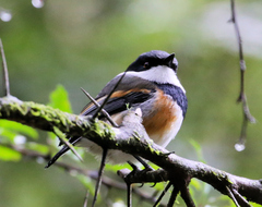 Batis capensis hollidayi
