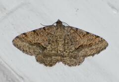 Frederickia s-signata