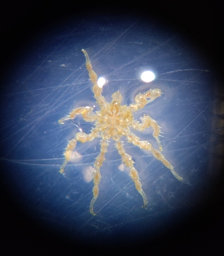 Ammothella longipes