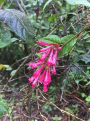 Cestrum fasciculatum