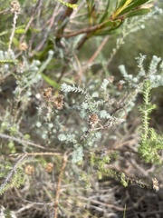 Seriphium cinereum
