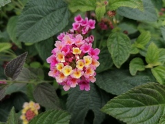 Lantana