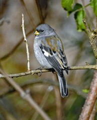 Catamenia analis