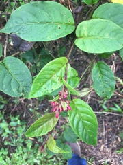 Cestrum fasciculatum