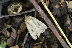 Amphipyra pyramidea