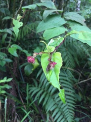 Cestrum fasciculatum