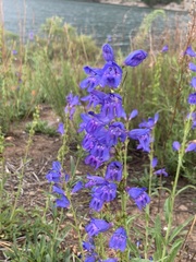 Penstemon strictus