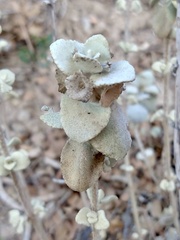 Pseudodictamnus acetabulosus