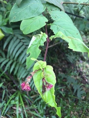 Cestrum fasciculatum