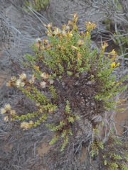 Ericameria ericoides