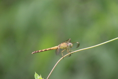 Erythrodiplax funerea