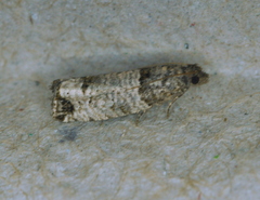 Notocelia culminana