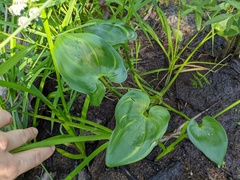 Pontederia cordata
