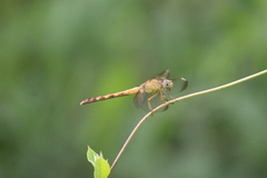 Erythrodiplax funerea