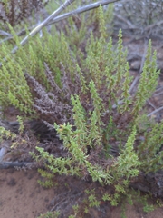 Ericameria ericoides