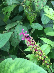 Phytolacca
