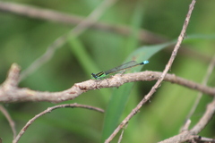 Ischnura