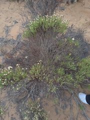 Ericameria ericoides