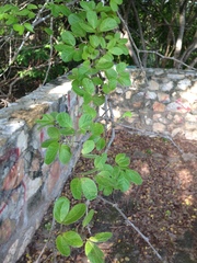 Piptadenia obliqua