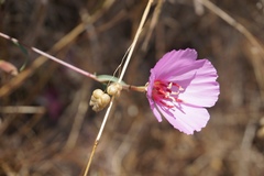 Clarkia rubicunda