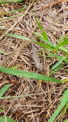 Sceloporus undulatus