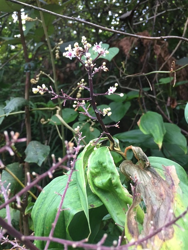 Maianthemum paniculatum (Maianthemum paniculatum)