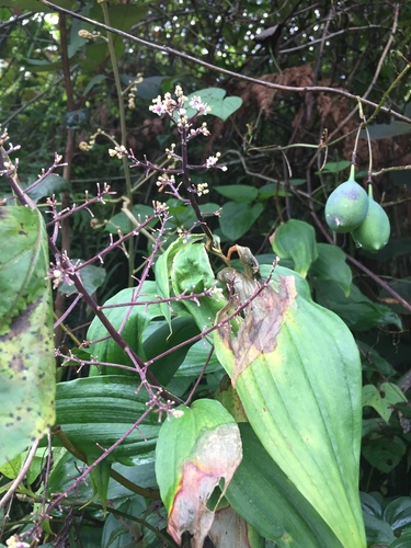 Maianthemum paniculatum, photograph 5