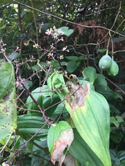 Maianthemum paniculatum