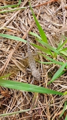 Sceloporus undulatus