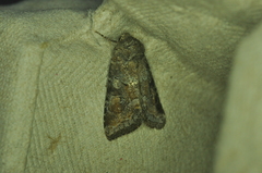 Lacinipolia meditata