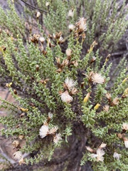 Ericameria ericoides