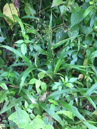 Panicum viscidellum