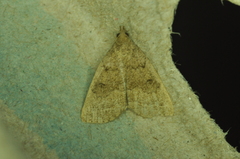 Zanclognatha jacchusalis