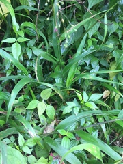 Dichanthelium viscidellum