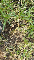 Panaeolus foenisecii