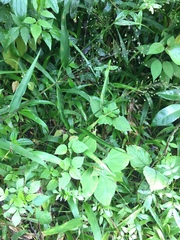 Dichanthelium viscidellum