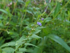 Scutellaria lateriflora