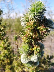 Cliffortia ruscifolia