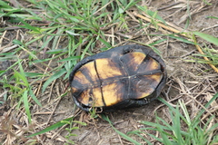 Kinosternon integrum