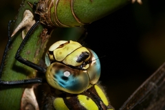 Aeshna cyanea
